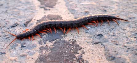 centipedes