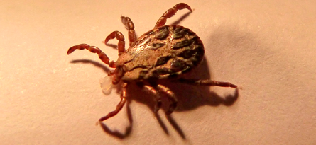 ticks2